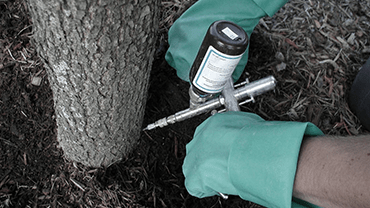 обследование
                        и Лечение деревьев
